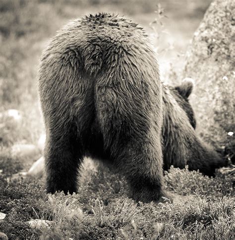 Bear butt. Things To Know About Bear butt. 